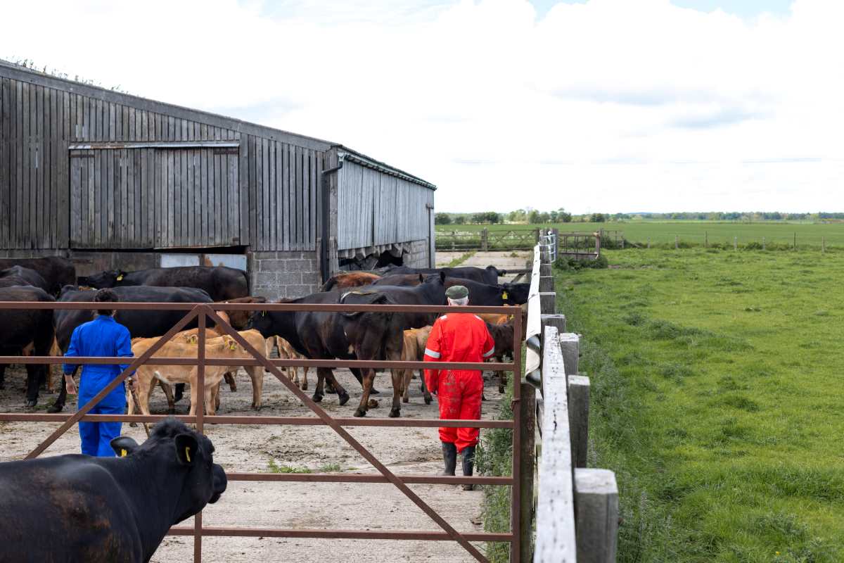Farmer herding cattle in the farmyard towards a barn